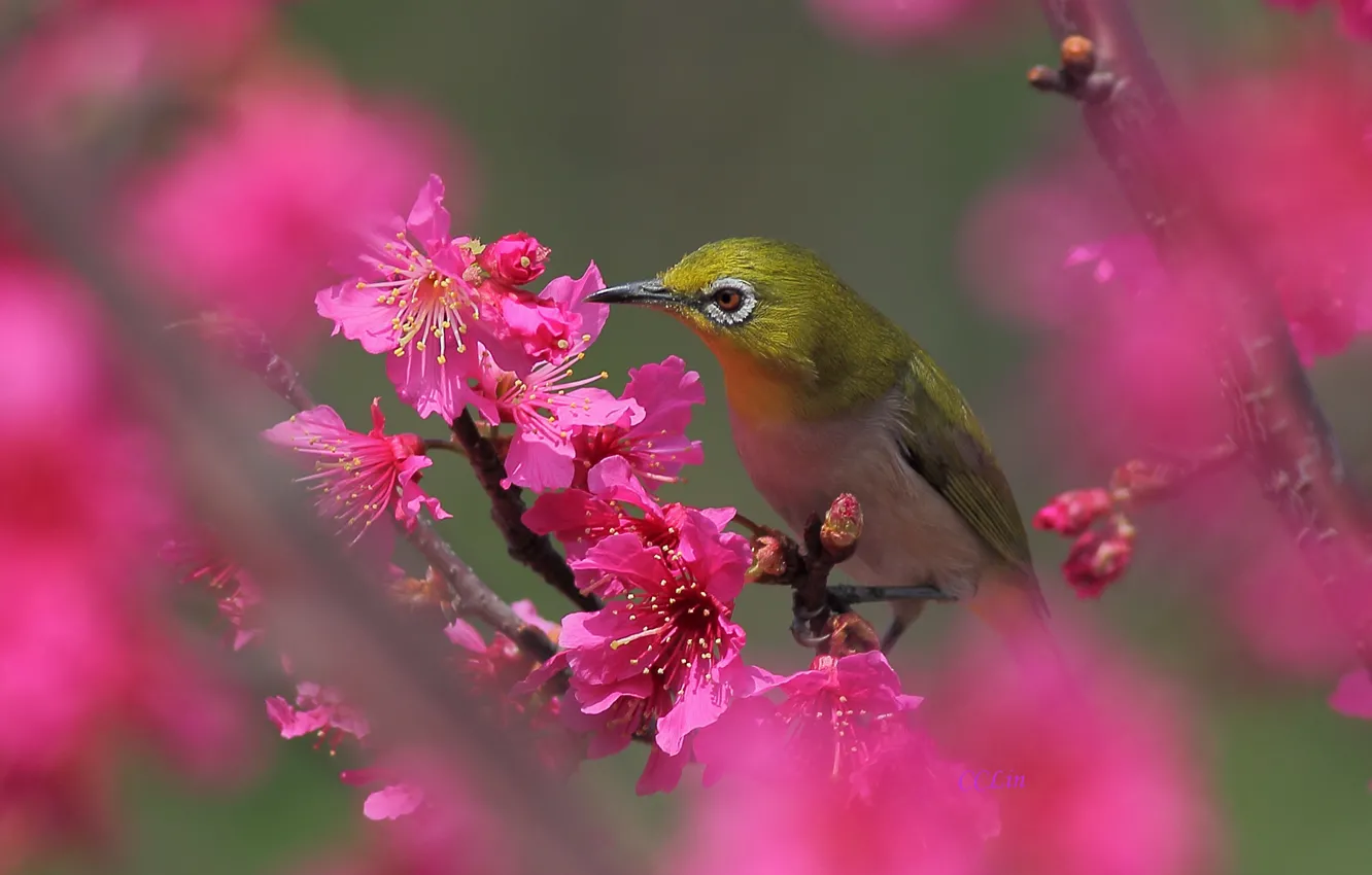 Фото обои цветы, дерево, птица, весна, розовые, цветение, фруктовое