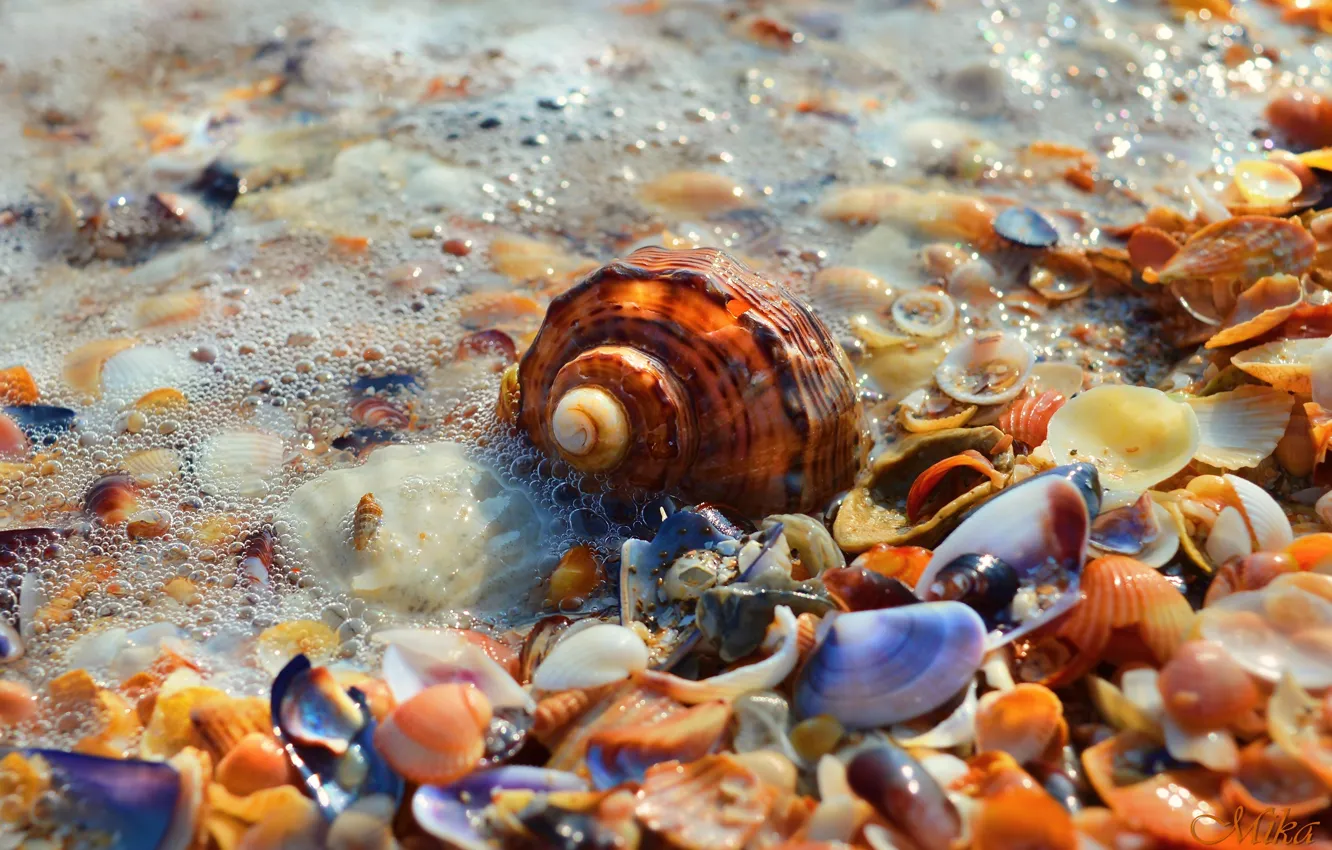 Фото обои Ракушки, Морская пена, Seashells