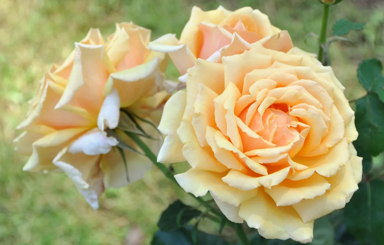 Фото обои розы, жёлтые, кремовые