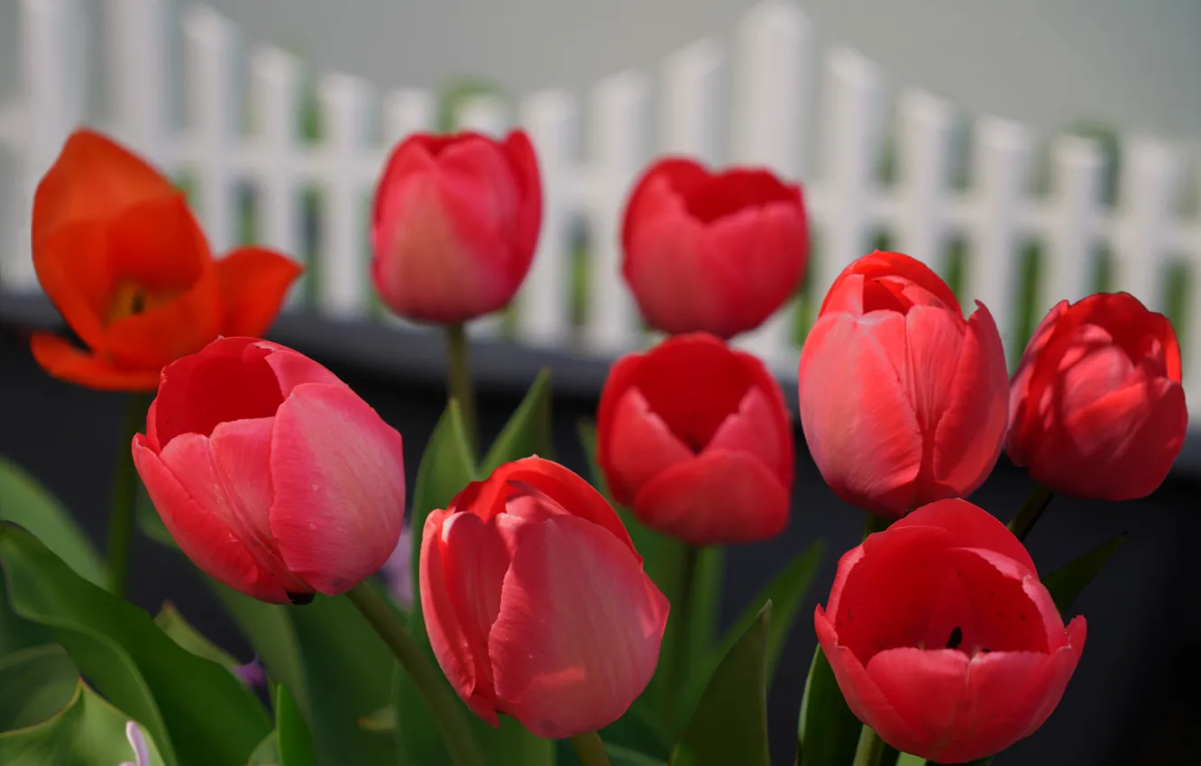 Фото обои цветы, весна, тюльпаны, красные, клумба, боке