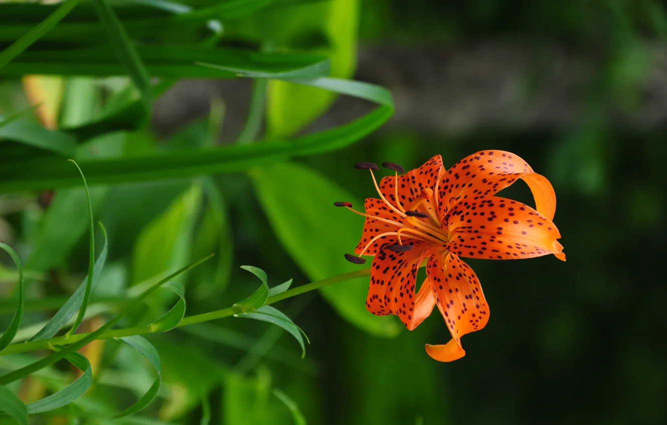 Фото обои лилия, оранжевая, в крапинку, на зеленом фоне