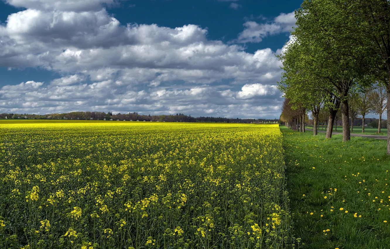 Фото обои поле, небо, трава, облака, деревья, цветы, рапс