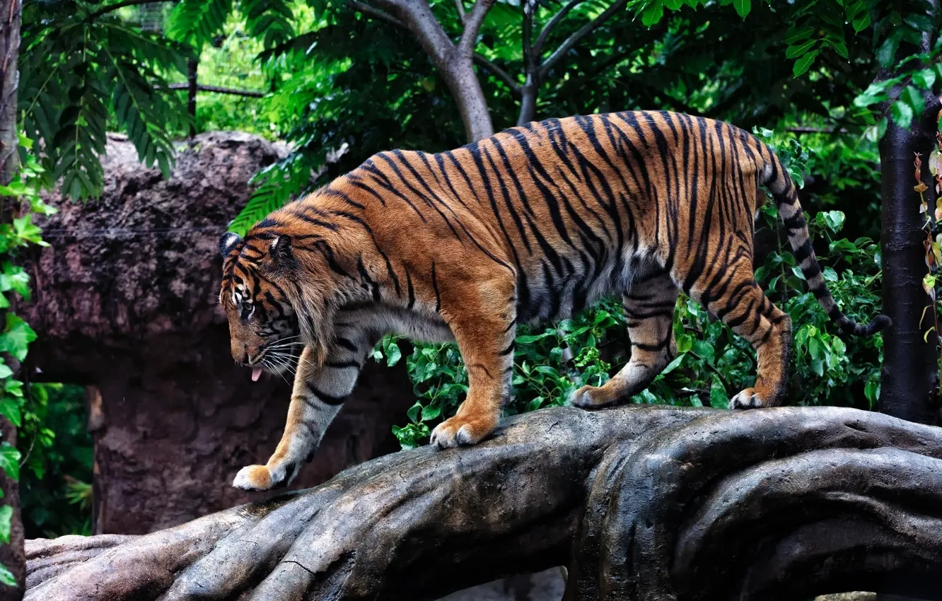 Фото обои полоски, тигр, хищник, профиль, прогулка, дикая кошка