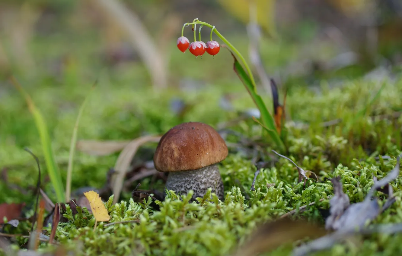 Фото обои гриб, мох, боровик, крепыш