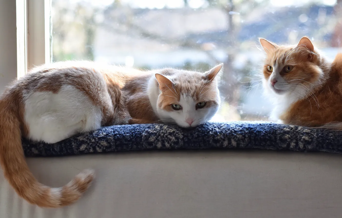 Фото обои кошка, кот, взгляд, свет, кошки, окно