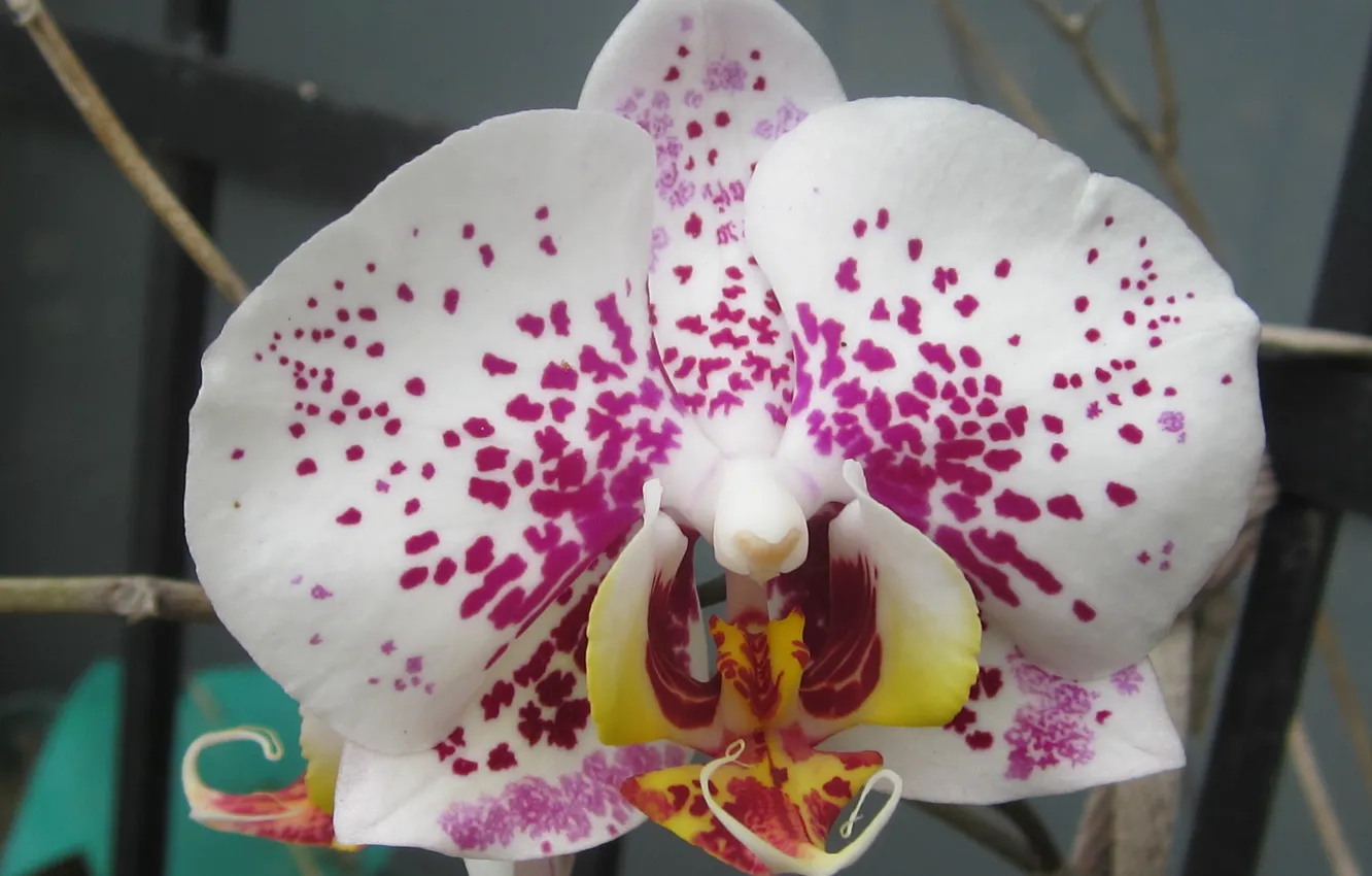 Фото обои flower, macro, orchid, phalaenopsis
