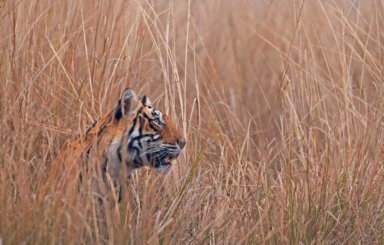Фото обои кошка, трава, хищник, Индия, бенгальский тигр, Рантхамбор