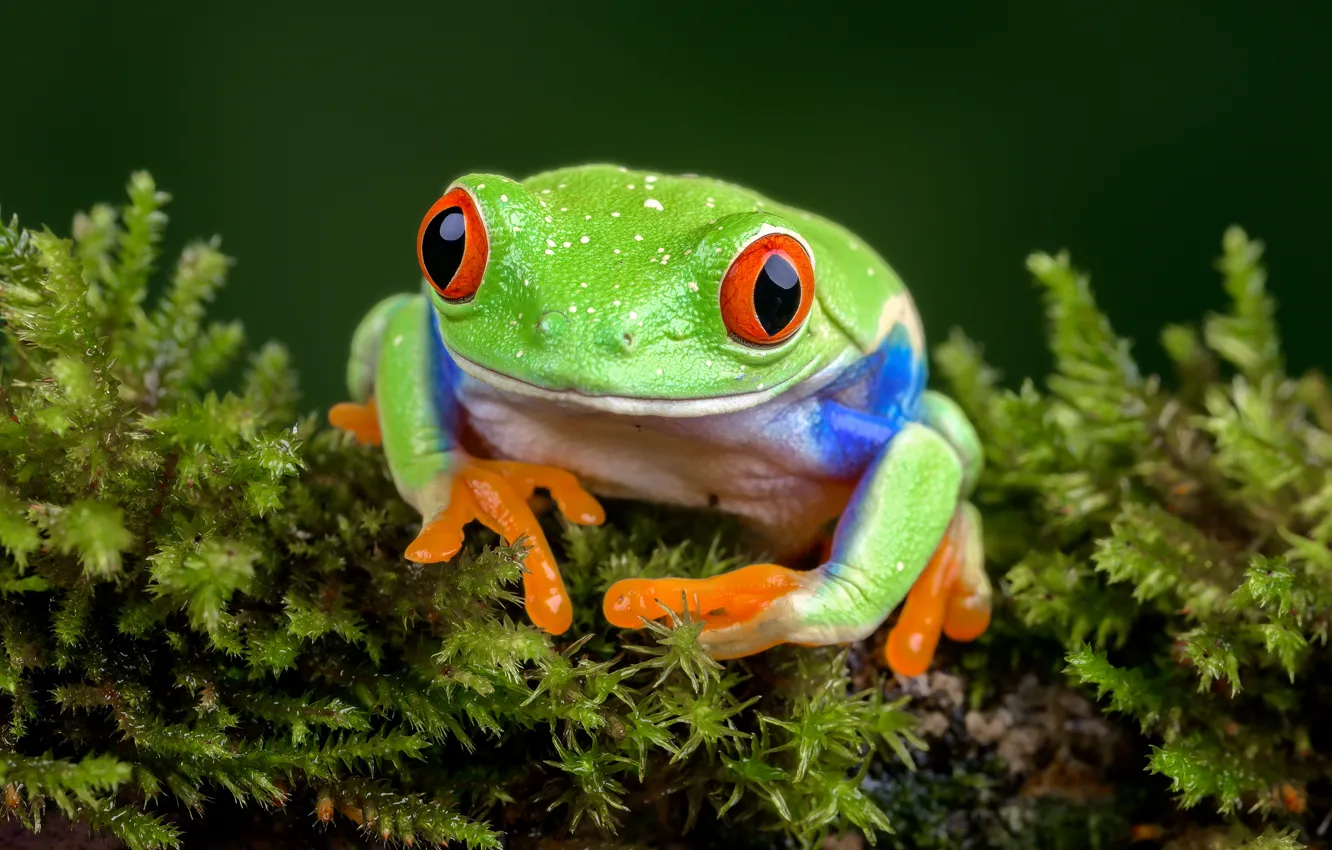 Фото обои лягушка, древесная лягушка, red-eyed treefrog