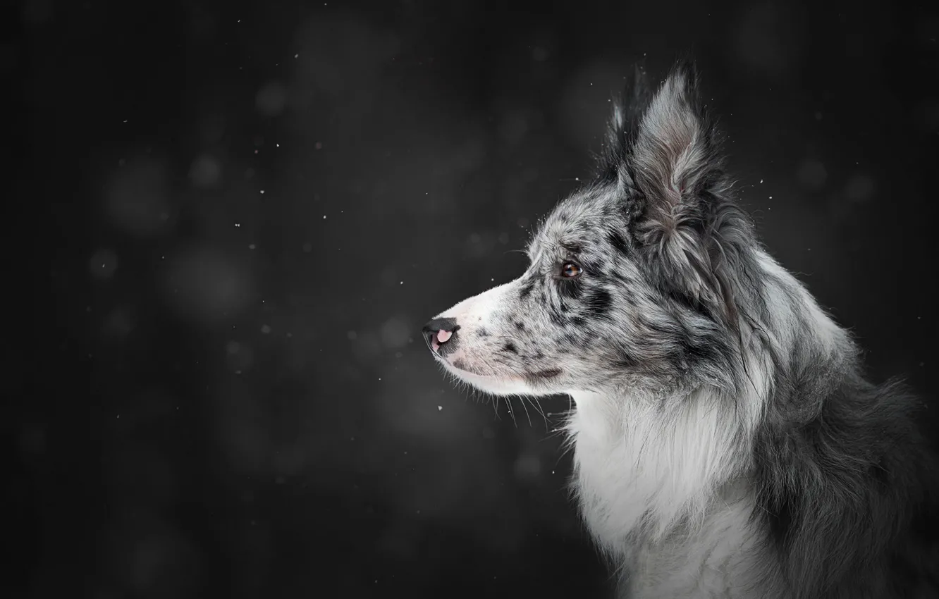 Фото обои зима, снег, темный фон, собака, профиль, снегопад, боке, бордер-колли
