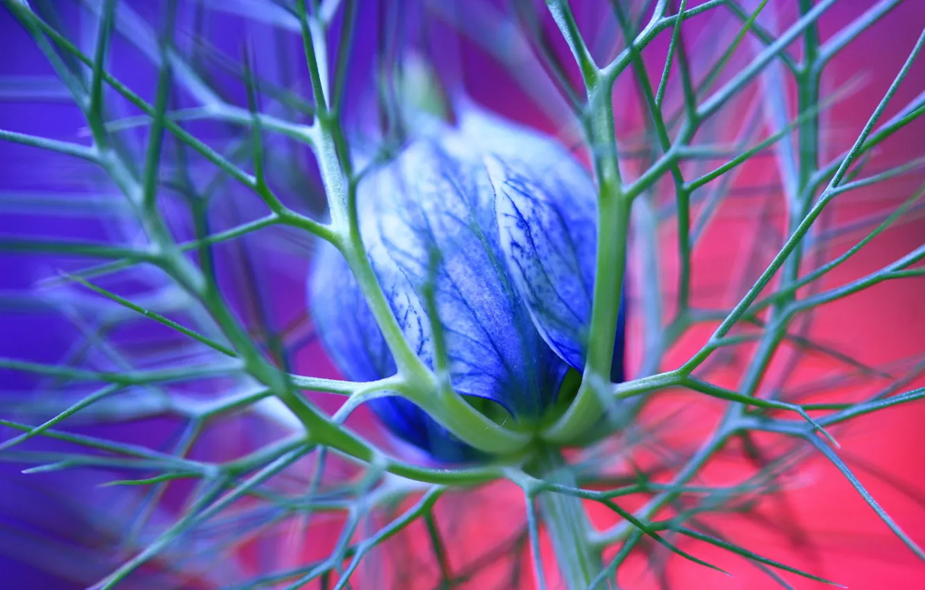 Фото обои цветок, синий, 151, шипы