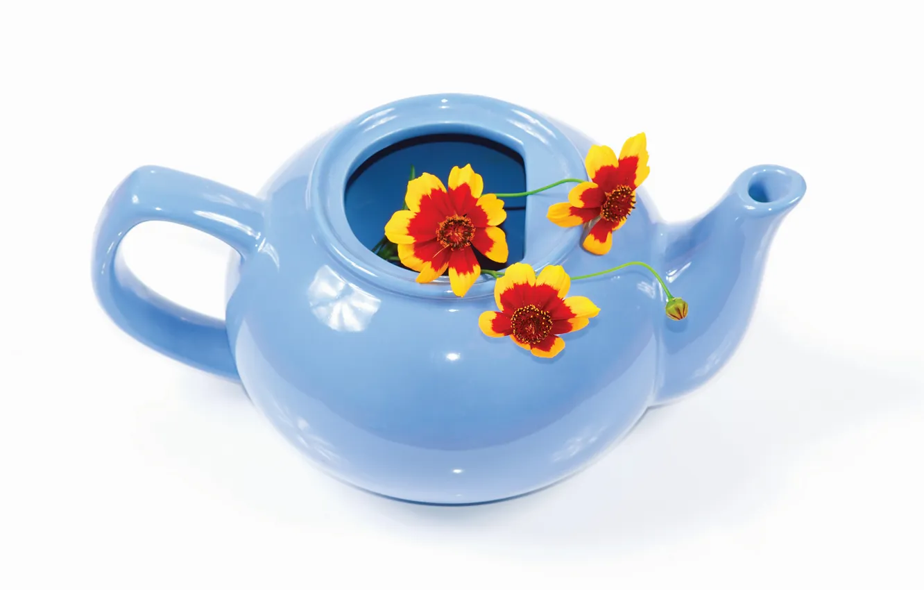 Фото обои цветы, голубой, чайник
