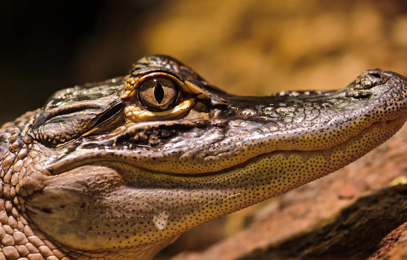 Фото обои eyes, crocodile, head