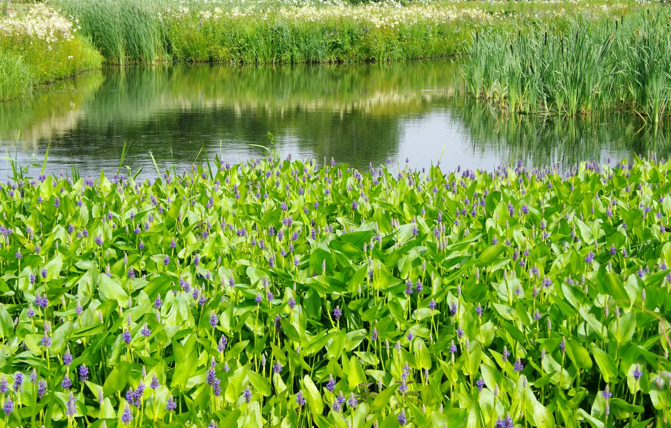 Фото обои зелень, лето, трава, пруд, камыши, сад, Нидерланды, люпин