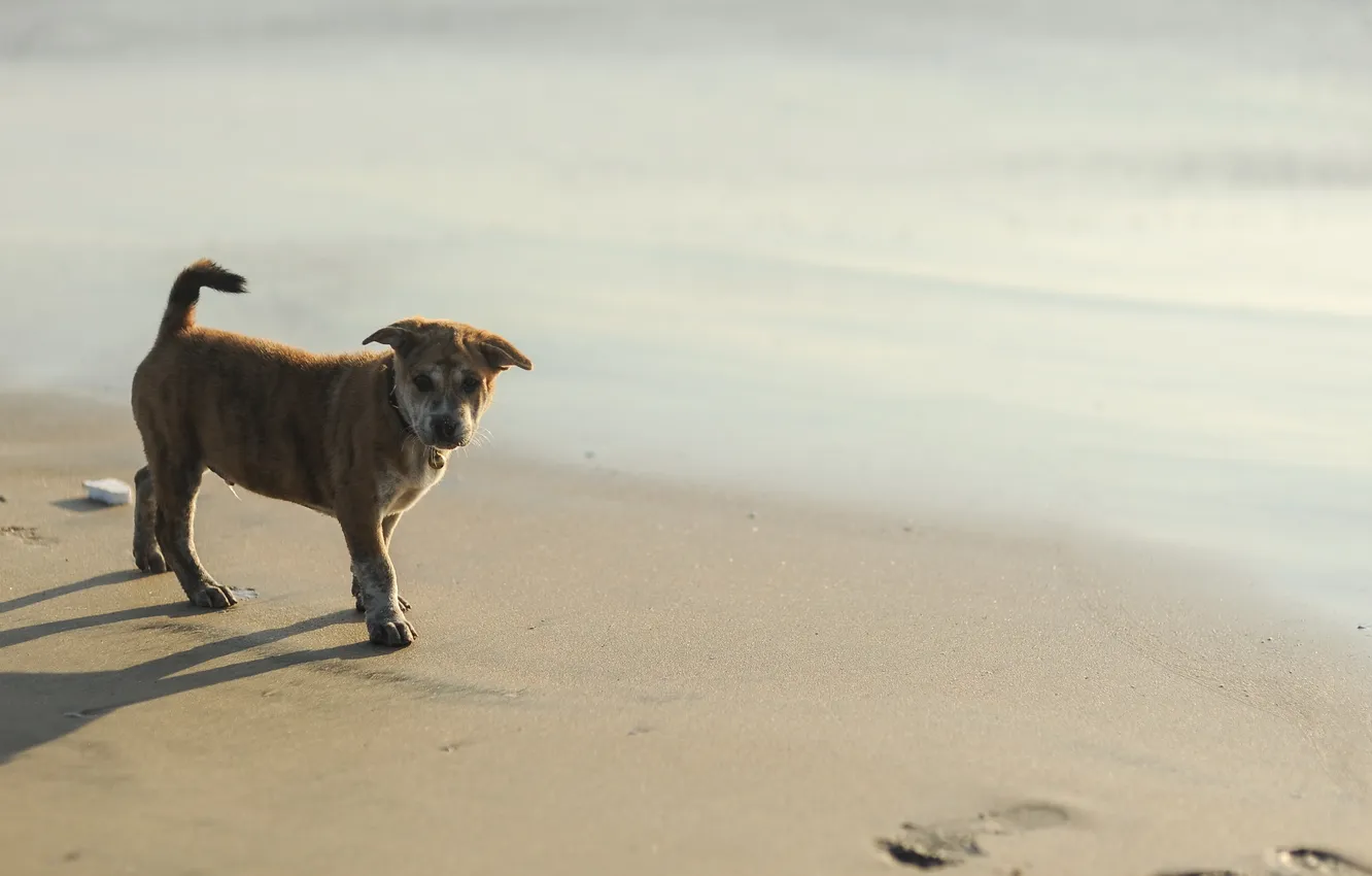Фото обои пляж, собака, щенок