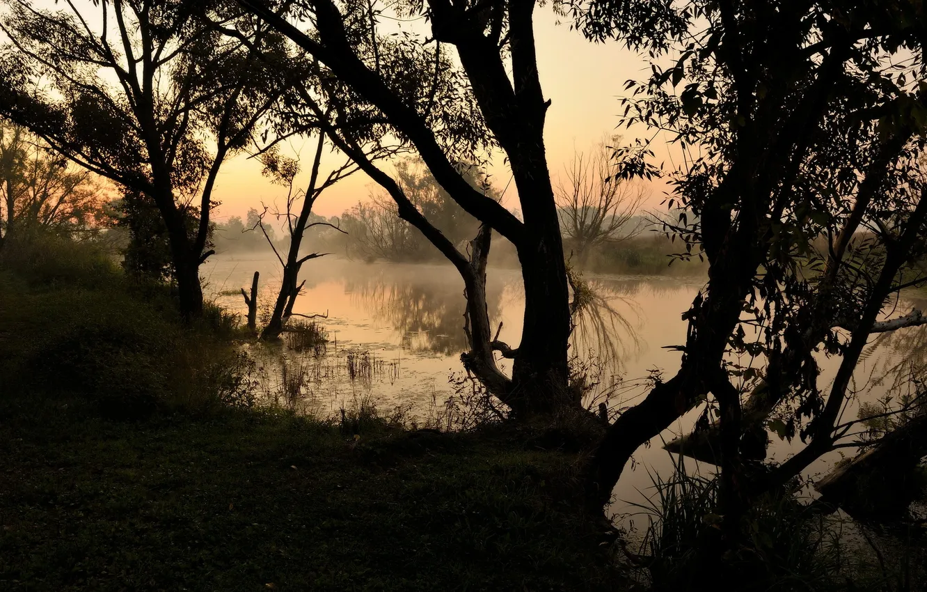 Фото обои деревья, природа, река, утро