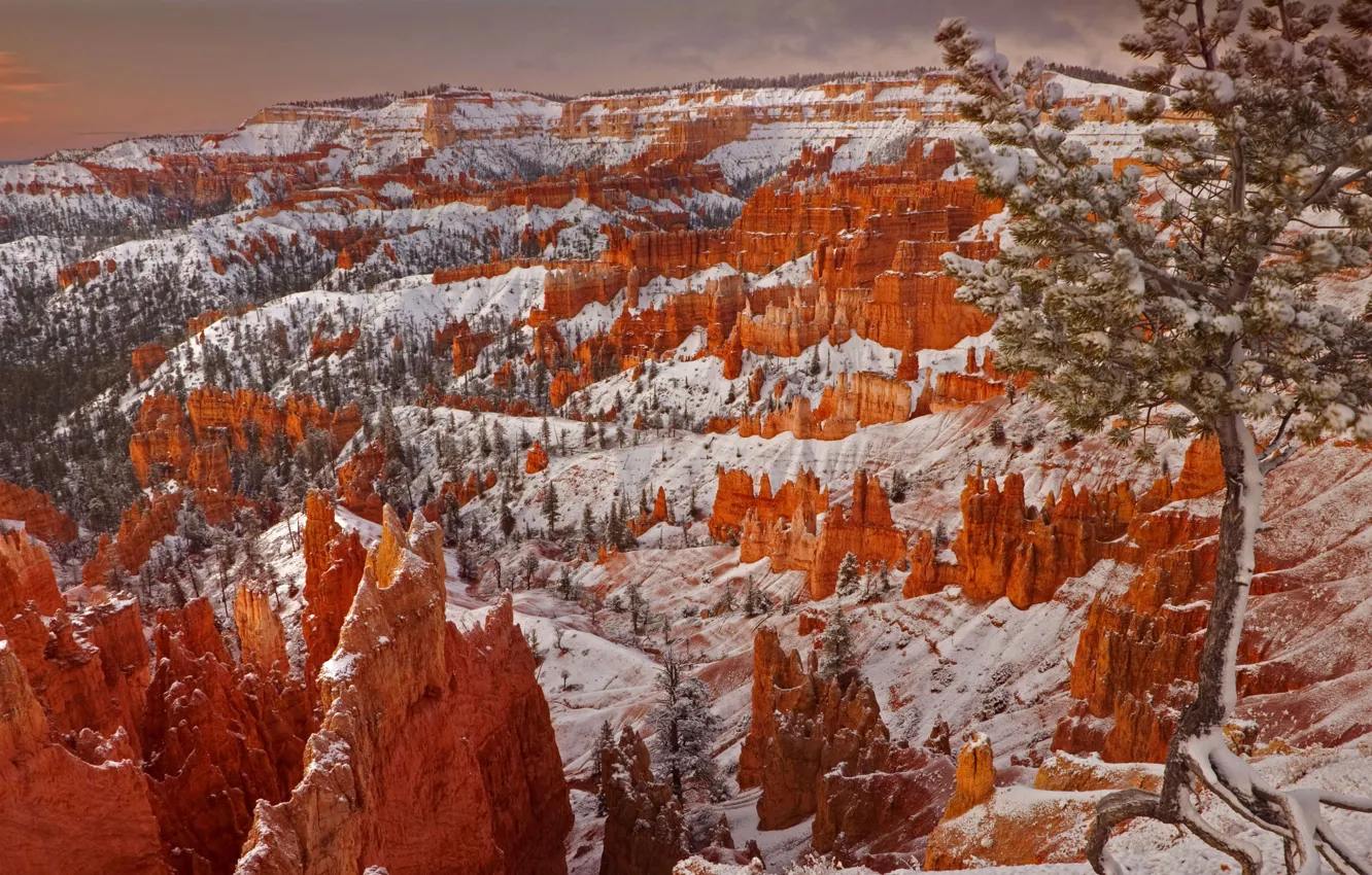 Фото обои зима, скалы, Юта, США, Брайс-Каньон