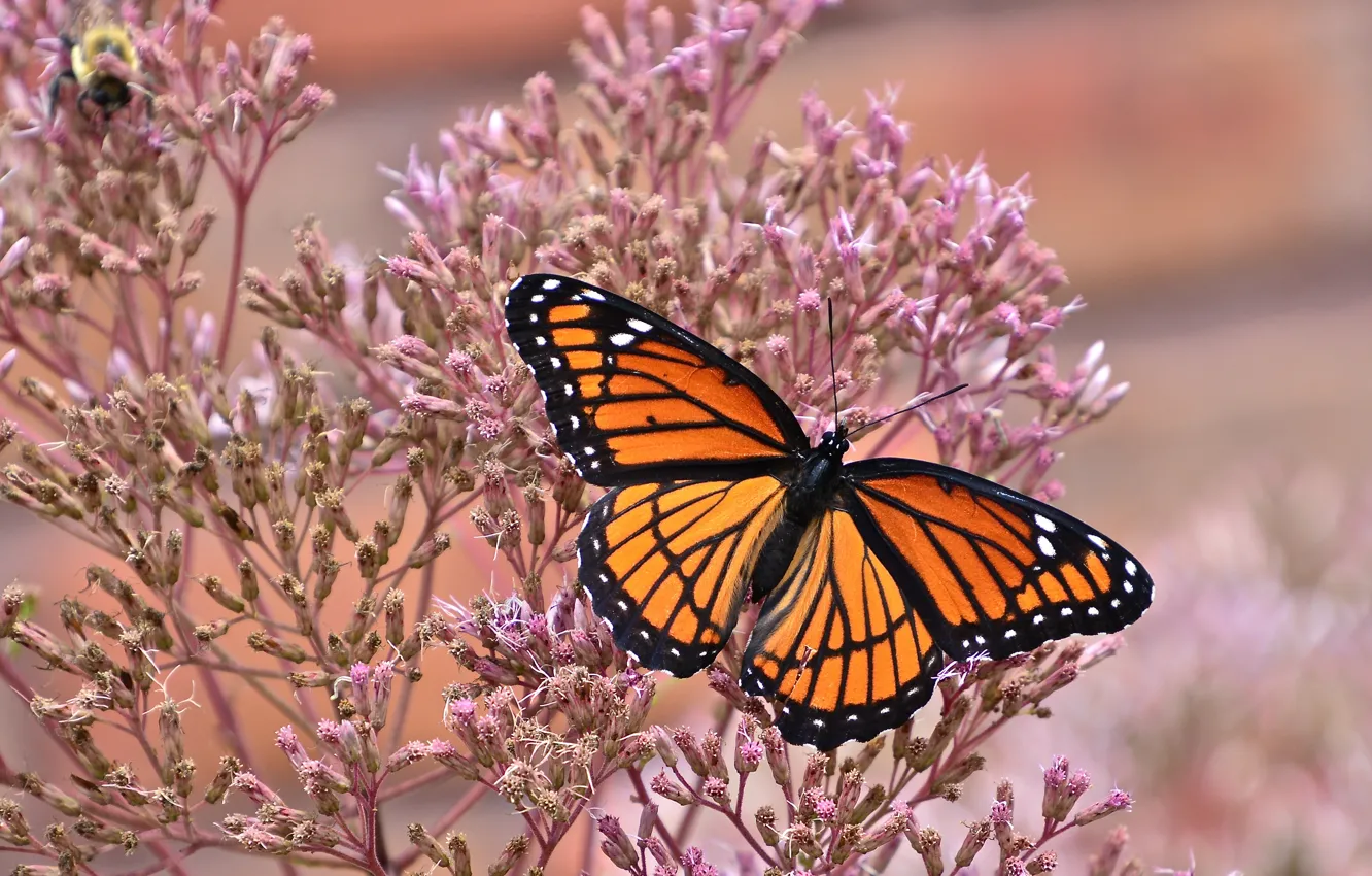Фото обои макро, бабочка, Данаида монарх