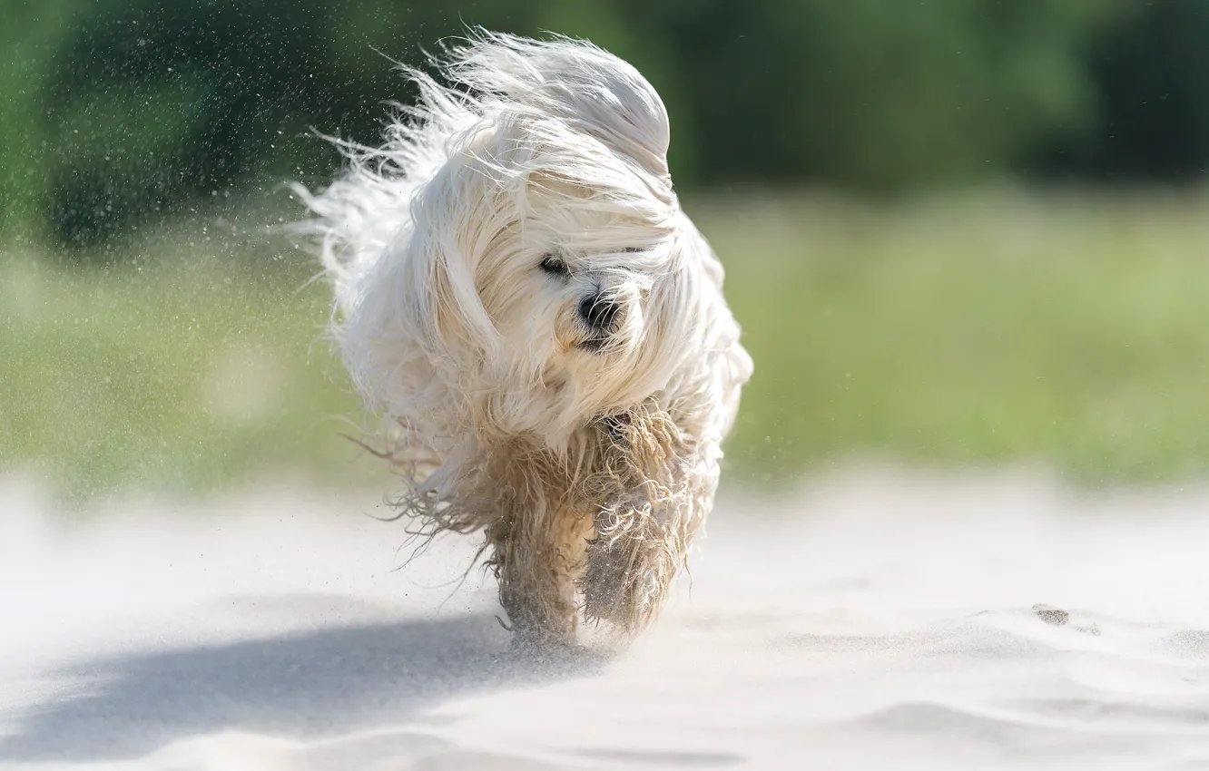 Фото обои песок, собака, Гаванский бишон, лохматая