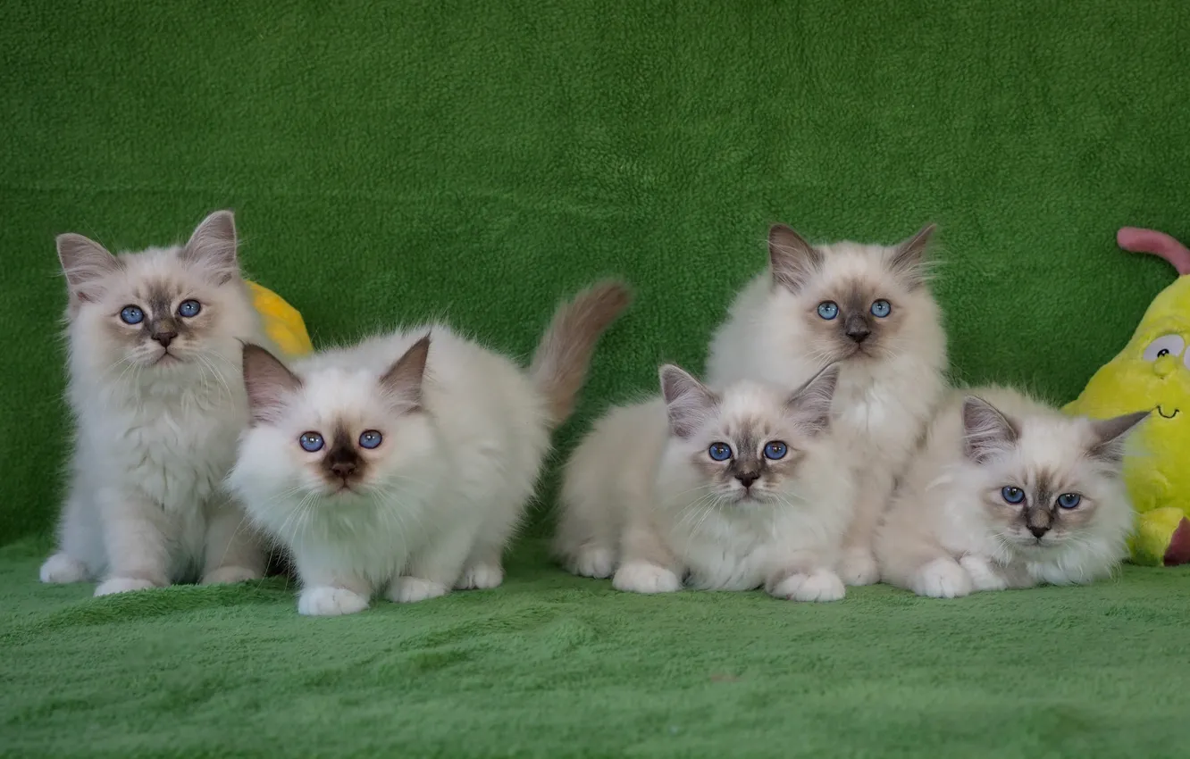 Фото обои взгляд, поза, котенок, фон, игрушки, котята, белые, котёнок