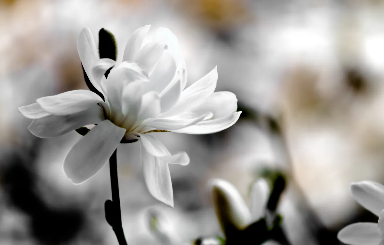 Фото обои белый, цветок, макро, цветы, фон, весна, размытость, магнолия