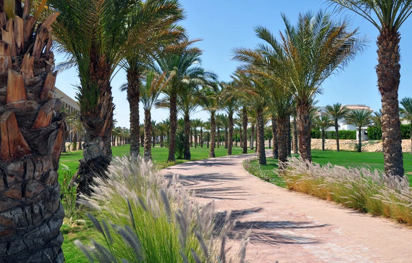 Фото обои дорога, лето, пальмы