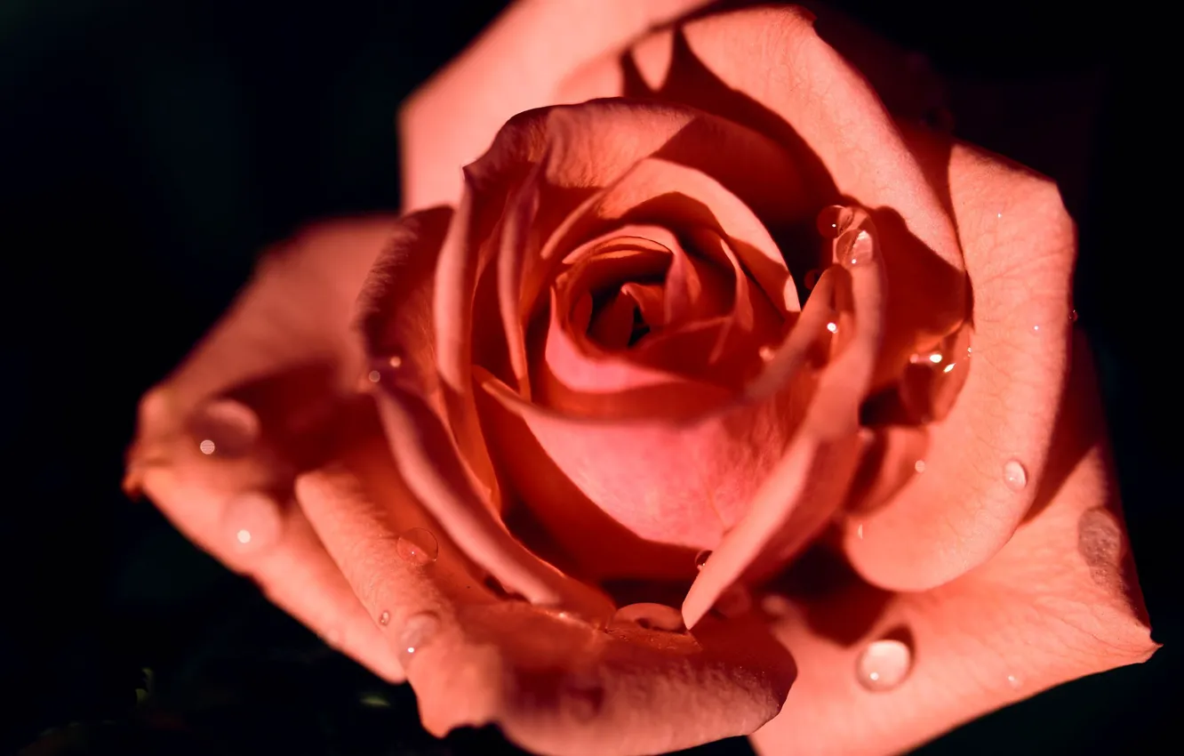 Фото обои капли, макро, роза, лепестки, бутон, тёмный фон