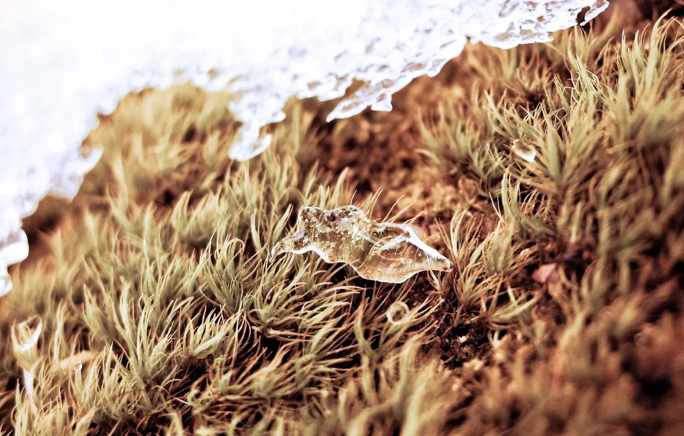 Фото обои трава, лёд, ice, grass, drop