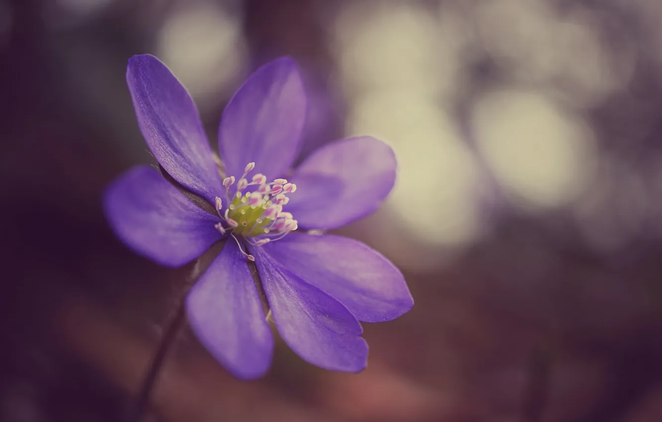 Фото обои цветок, фиолетовый, макро, сиреневый, фокус, анемона, ветреница, перелеска
