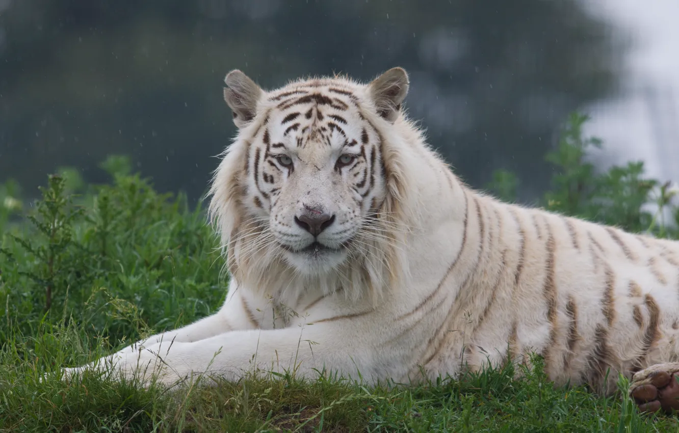 Фото обои кошка, трава, белый тигр