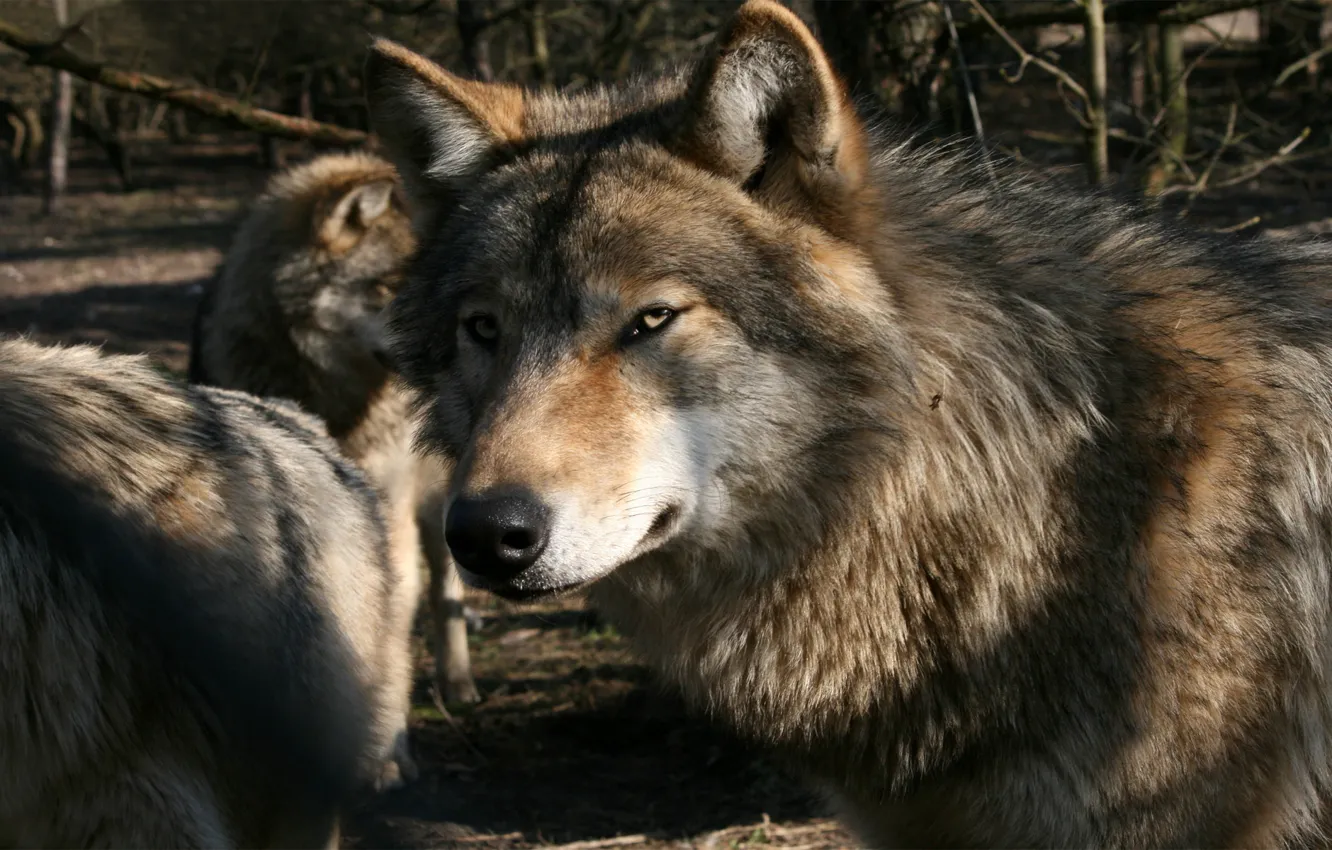Фото обои стая, волки, Gray Wolf
