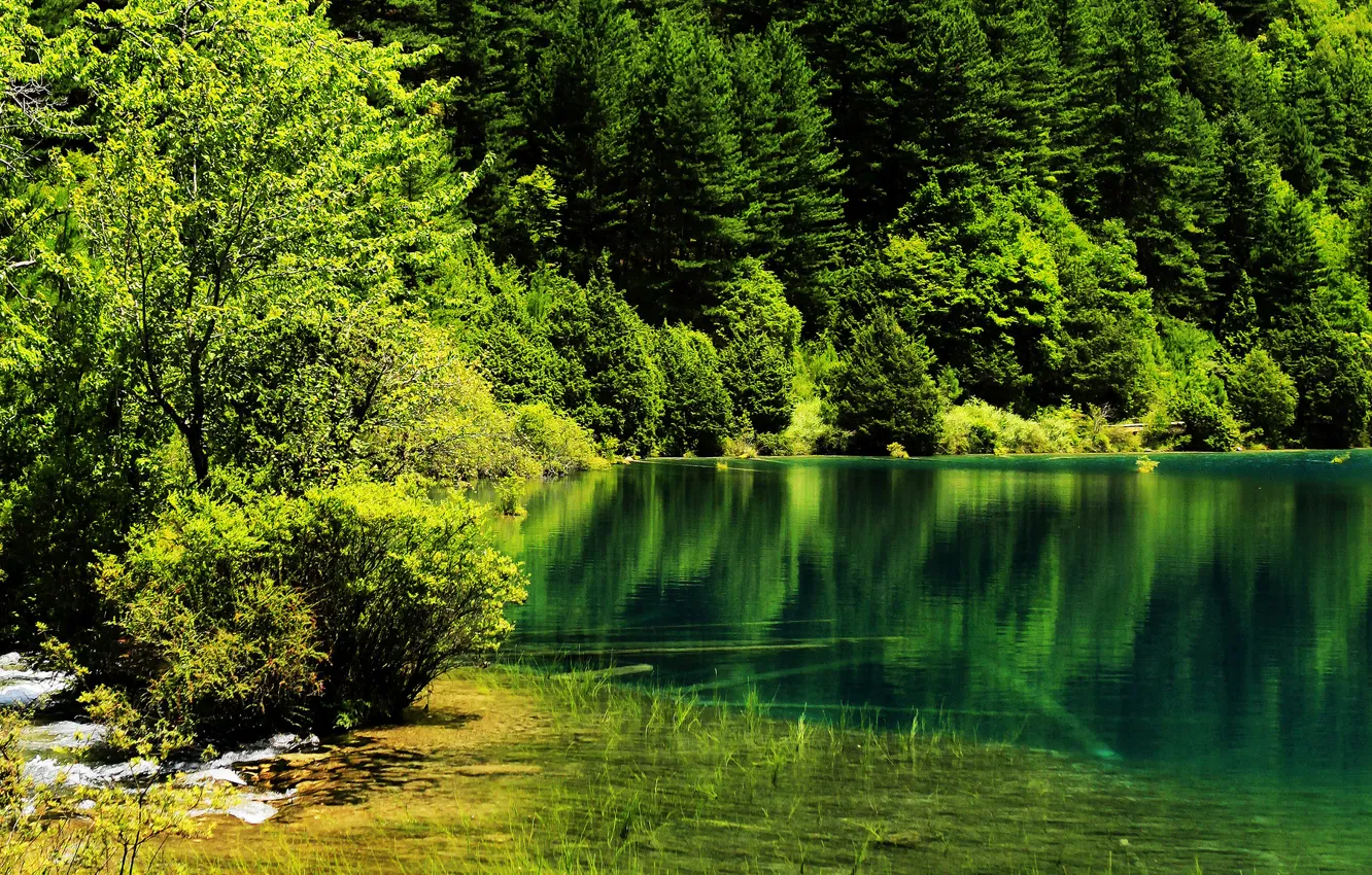 Фото обои зелень, деревья, озеро, парк, Китай, Jiuzhaigou National Park