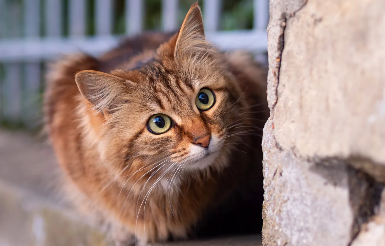 Фото обои кошка, кот, взгляд, природа