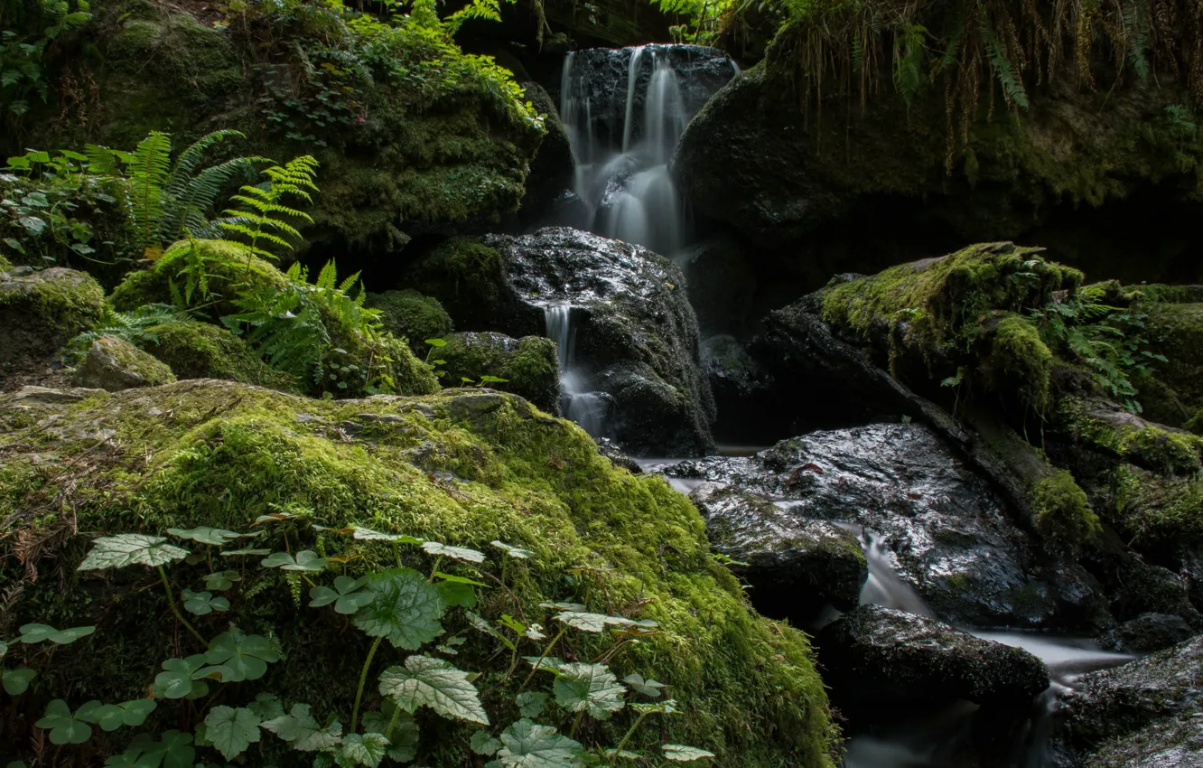 Фото обои лес, ручей, камни, Калифорния, США, Trillium Falls