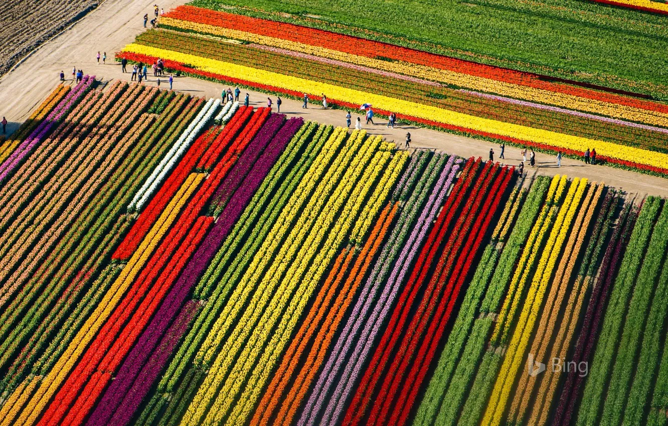 Фото обои поле, тюльпаны, Вашингтон, США, Маунт-Вернон