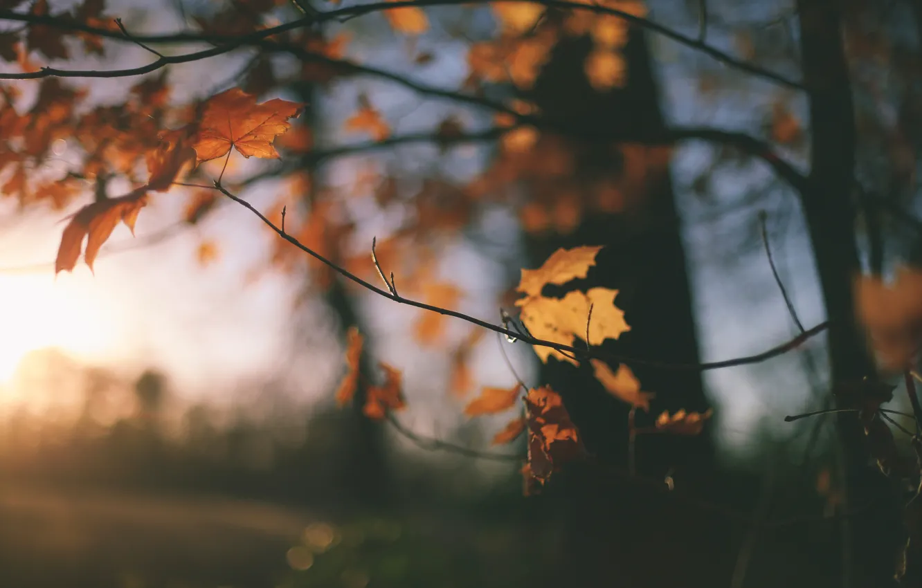 Фото обои осень, листья, боке