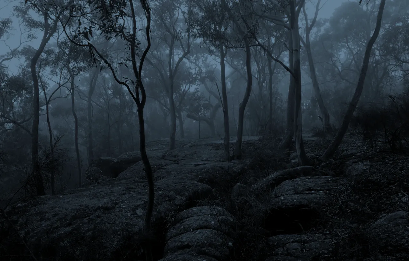 Фото обои зима, лес, деревья, природа, туман, утро, Австралия, монохром