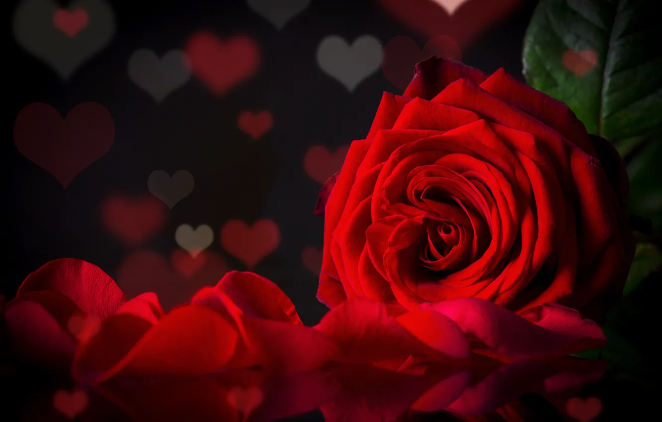 Фото обои свет, сердце, роза, лепестки, red, красивая, beautiful, Roses