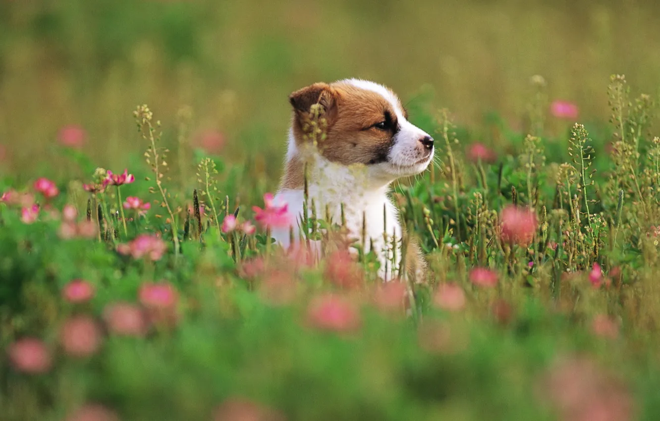 Фото обои трава, цветы, собака, щенок, grass, puppy, dog, 1920x1200