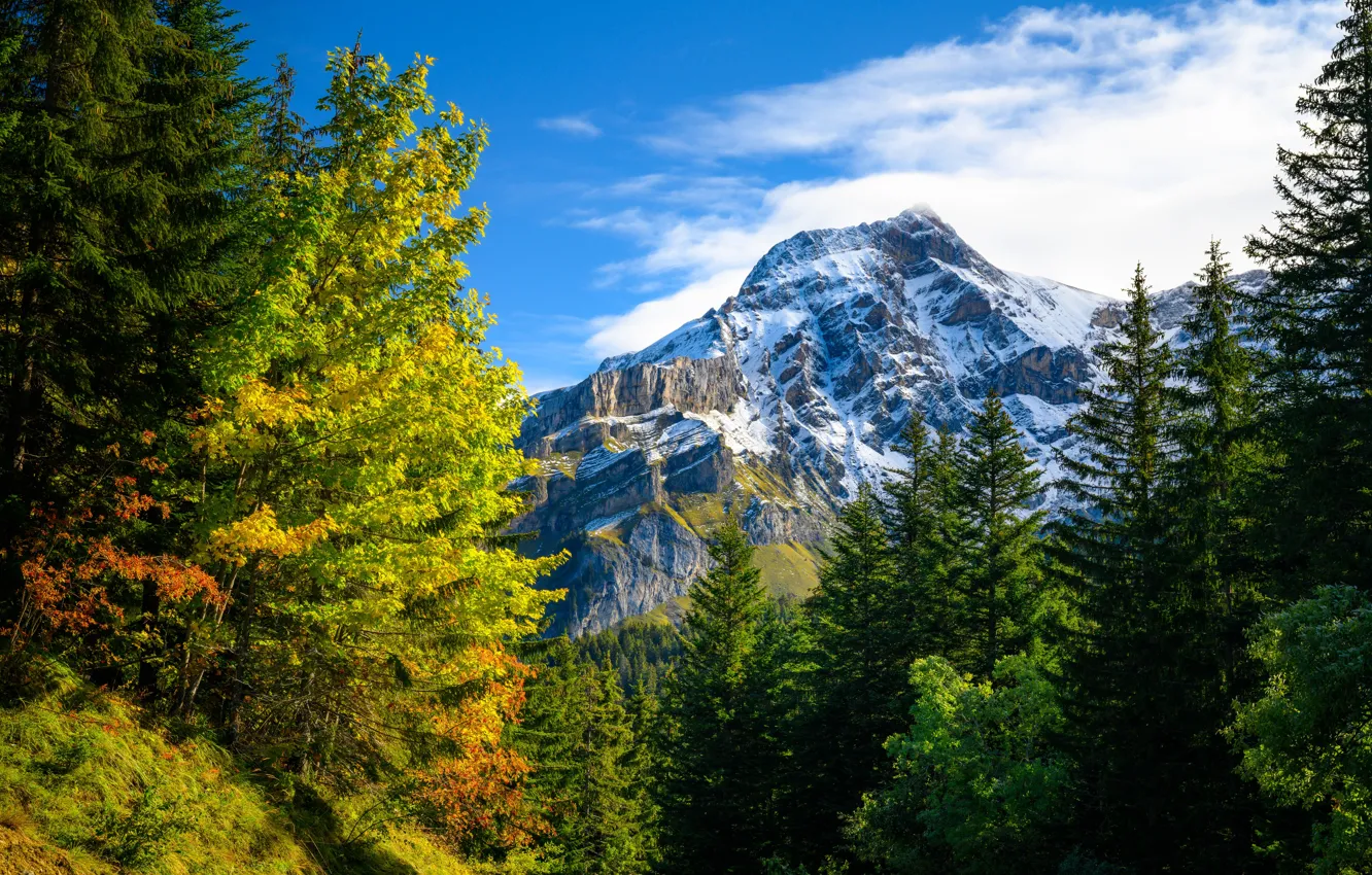Фото обои осень, лес, горы, природа, Швейцария, Альпы