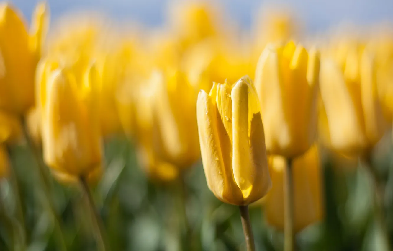 Фото обои капли, цветы, размытие, весна, желтые, тюльпаны, бутоны, боке