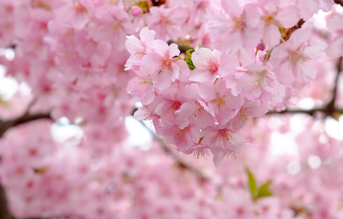 Фото обои ветки, вишня, дерево, весна, сакура