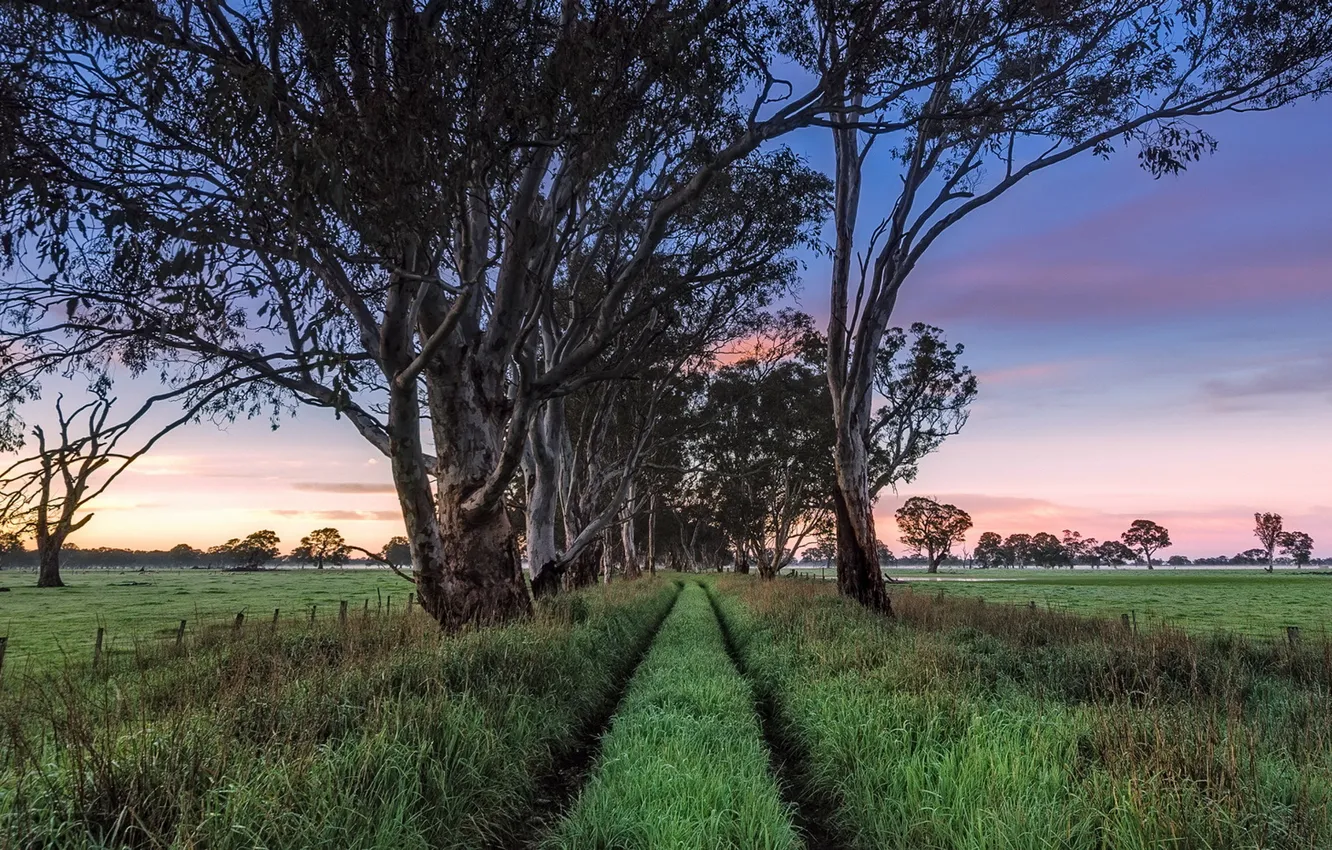 Фото обои South Australia, Penola, Early Morning Light, Wheel Tracks