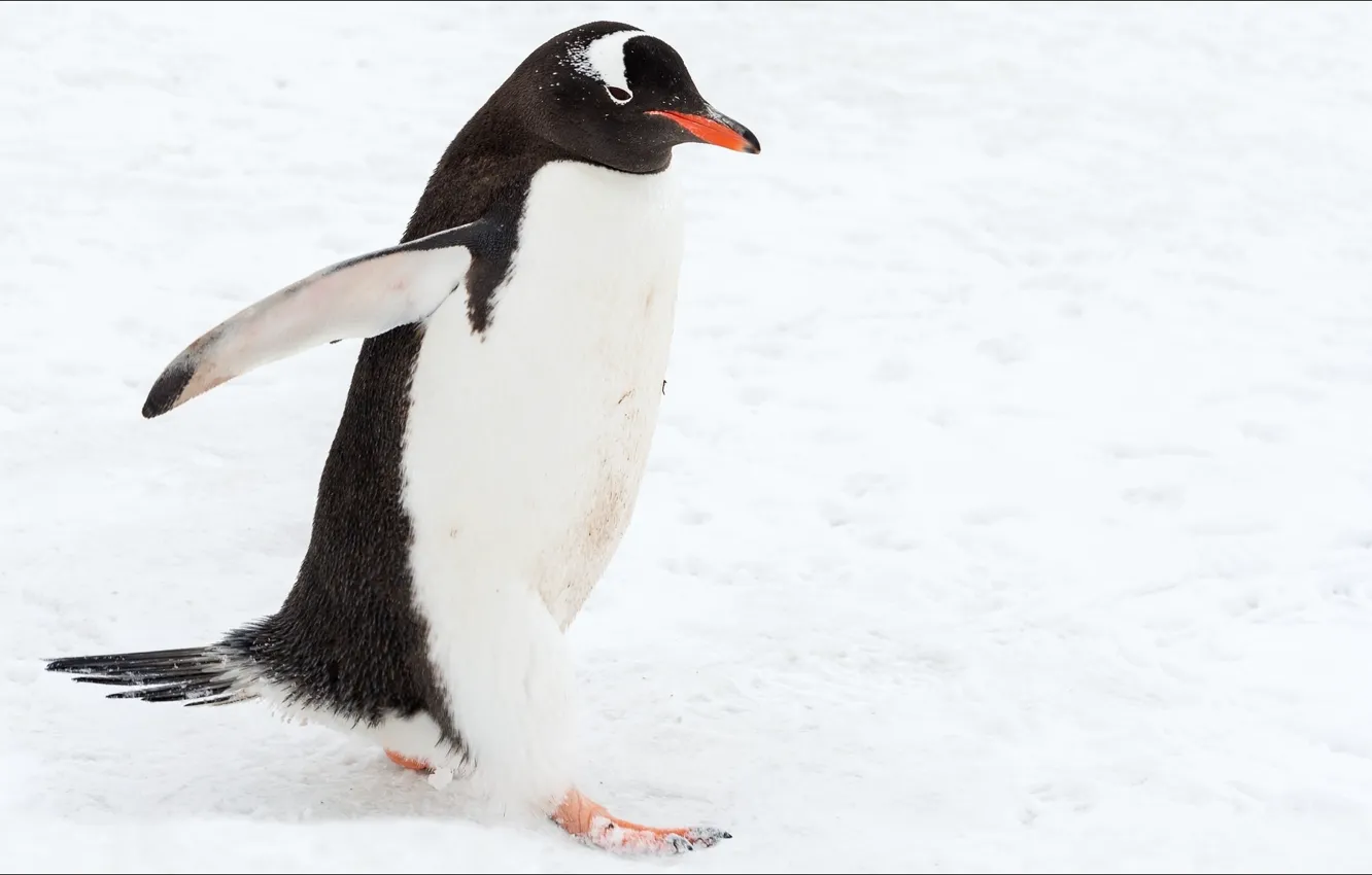 Фото обои walk, Animals, penguin, ramble, temnobelos