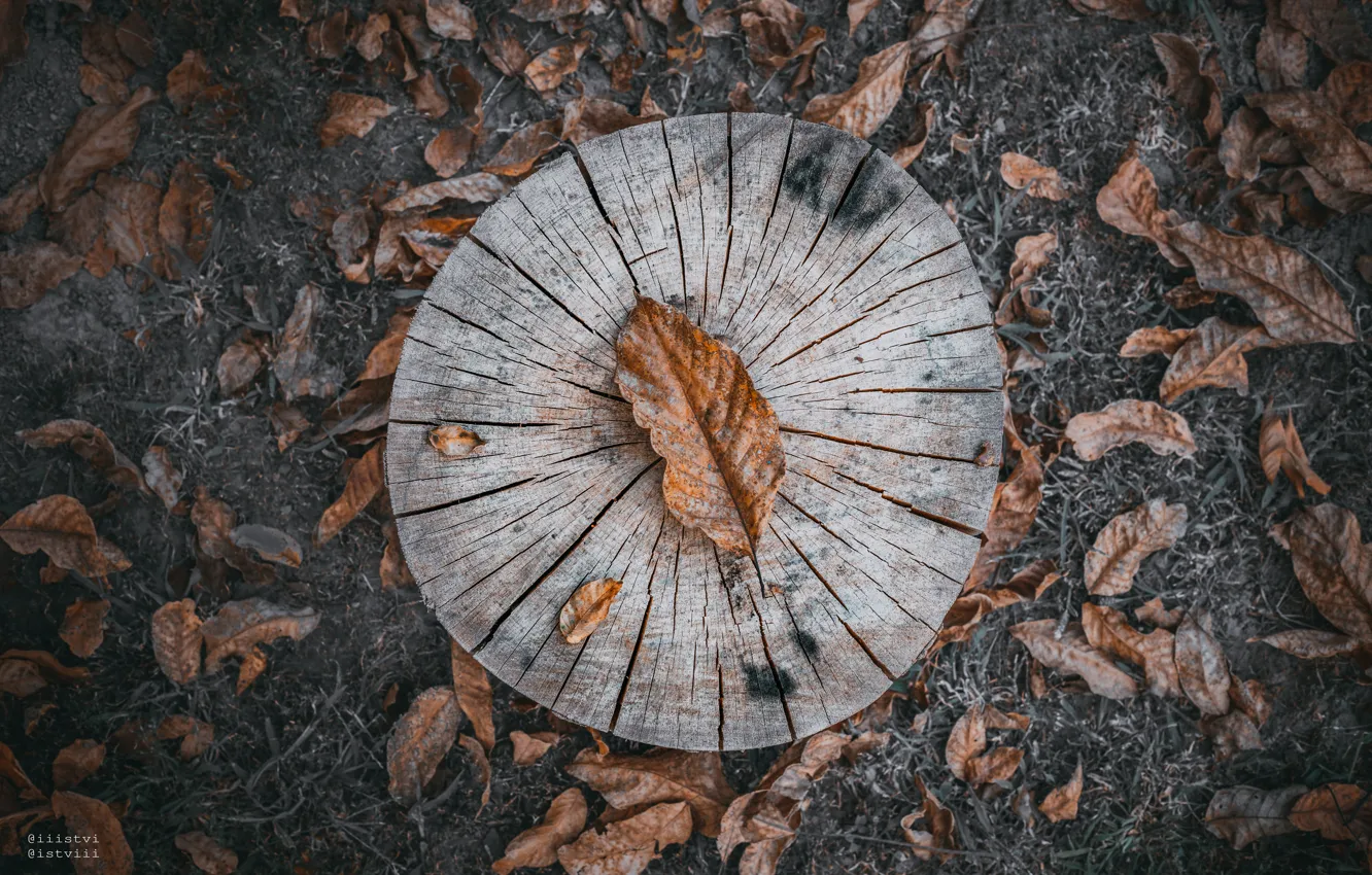 Фото обои abstract, forest, nature, wood, texture, art, autumn, pattern