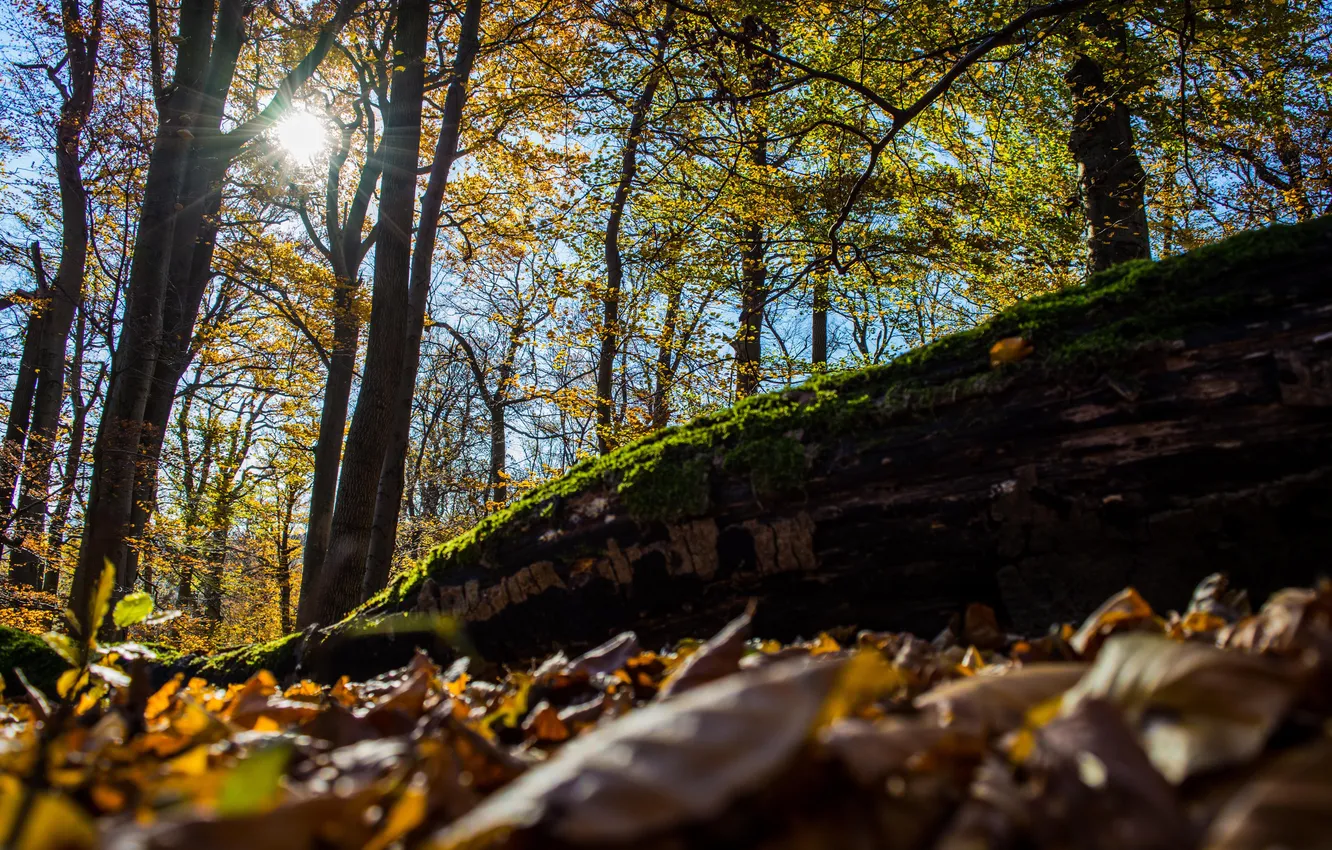 Фото обои осень, листья, солнце, деревья, природа, лучи. день