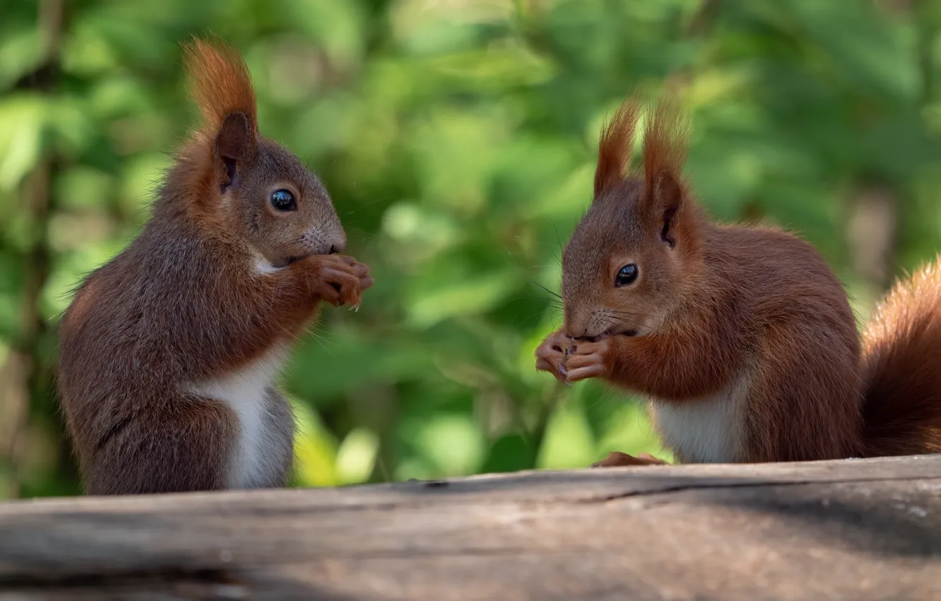 Фото обои поза, листва, две, белка, пара, бревно, белочка, боке