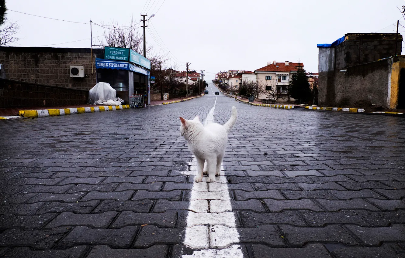 Фото обои кошка, улица, дома, брусчатка, Cappadocia