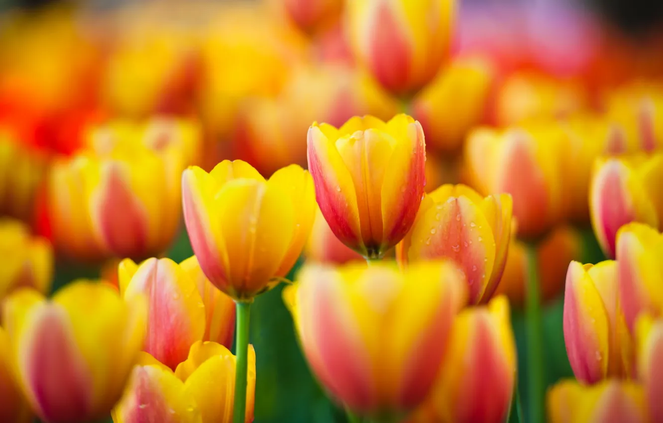 Фото обои макро, цветы, желтые, тюльпаны, yellow, flowers, macro, tulips