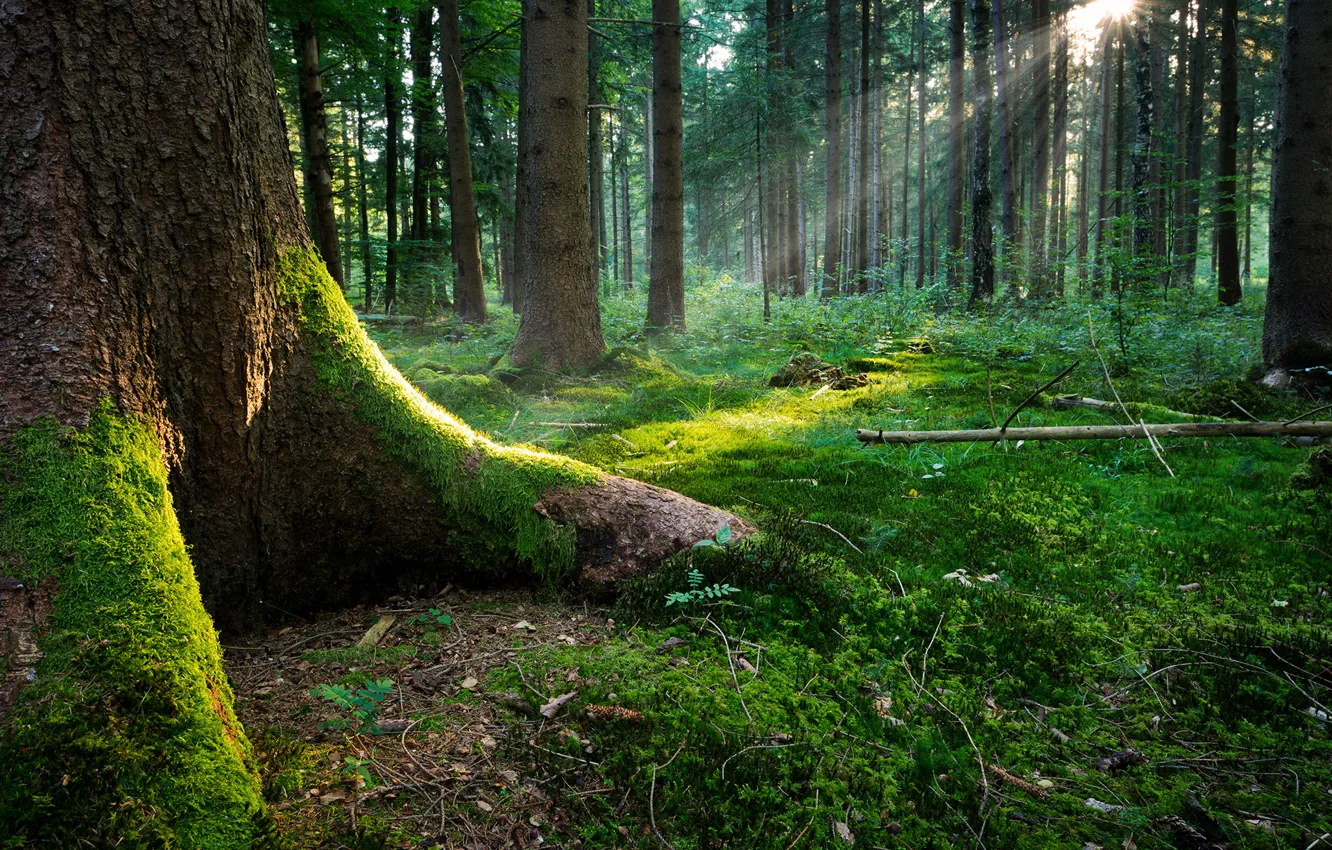 Фото обои лес, трава, листья, солнце, свет, корни, мох, Дерево
