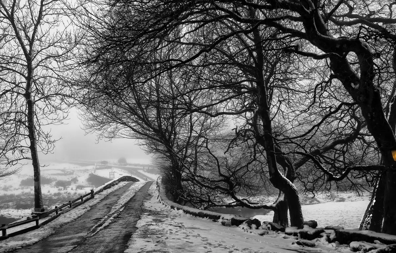 Фото обои зима, дорога, деревья, пейзаж